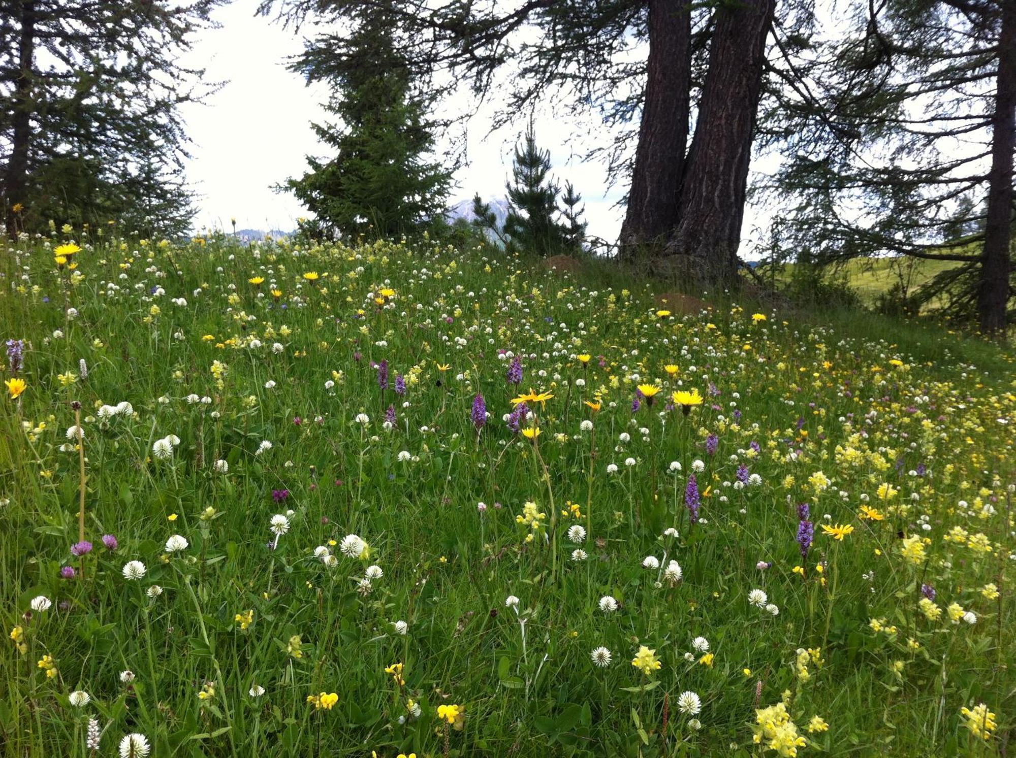 Ciasa Wallis Бадия Екстериор снимка